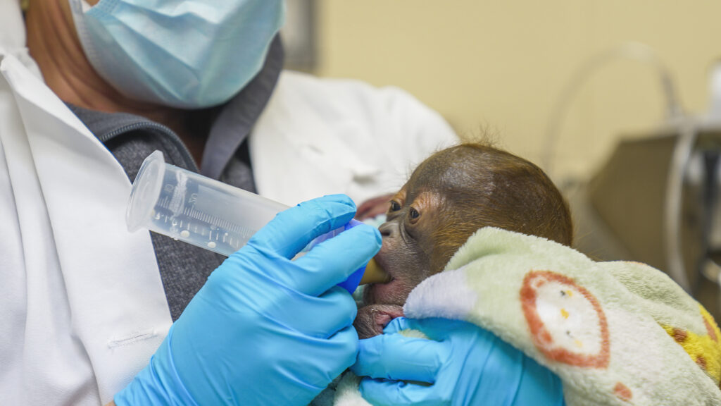 a baby orangutan being cared for my a team of professionals after being delivered
