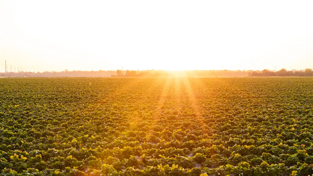 a blueberry field at sunrise