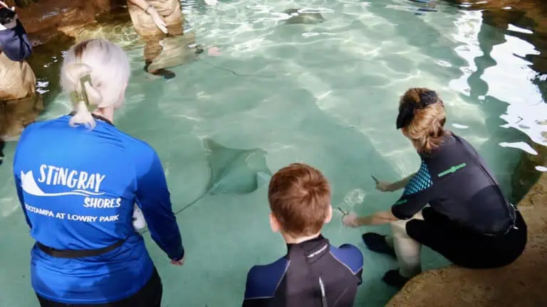 a group of people in scuba suits get in the water with stingray