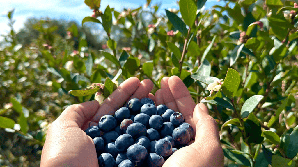 a handful of blueberries 