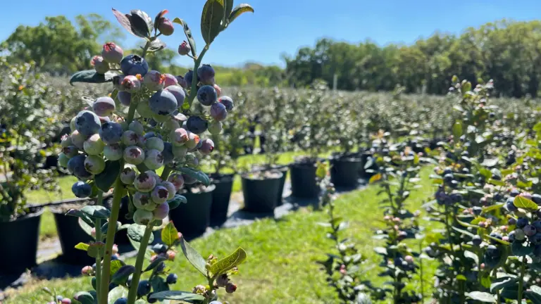 blueberry bushes during the day at a large farm