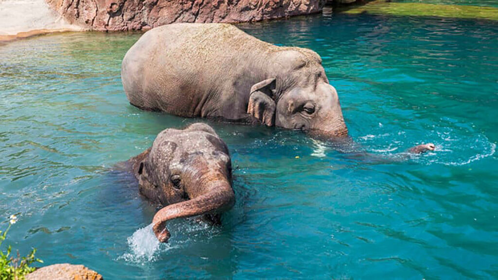 two elephants swim in the water