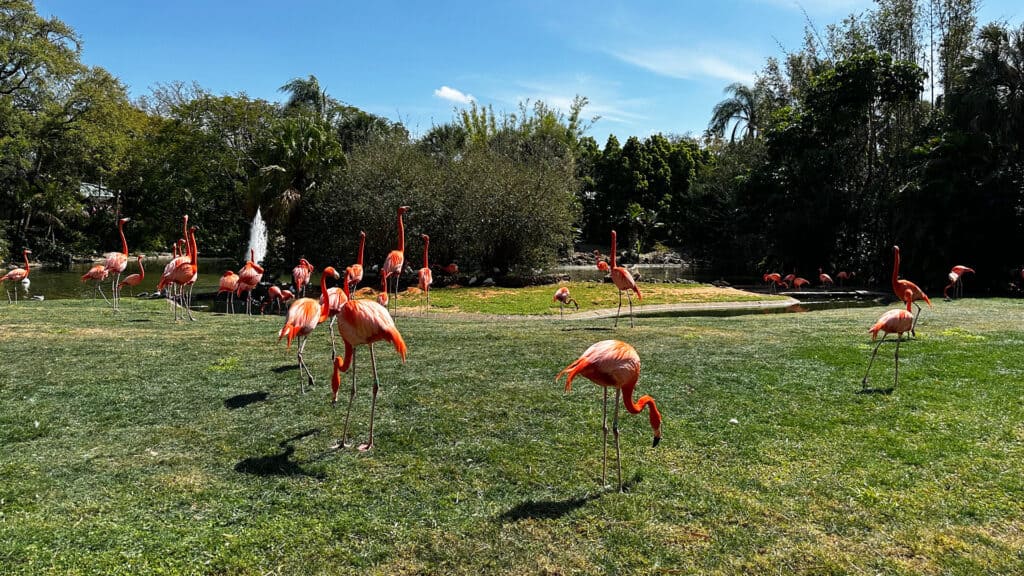 flamingos on the lawn