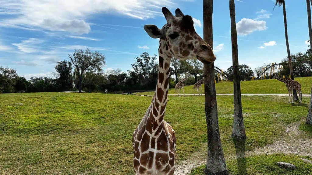 a giraffe approaches a group of people on safari