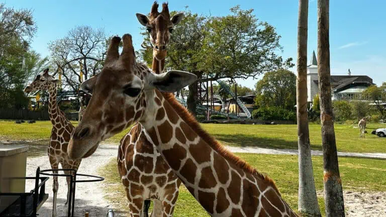 three giraffes on a safari tour
