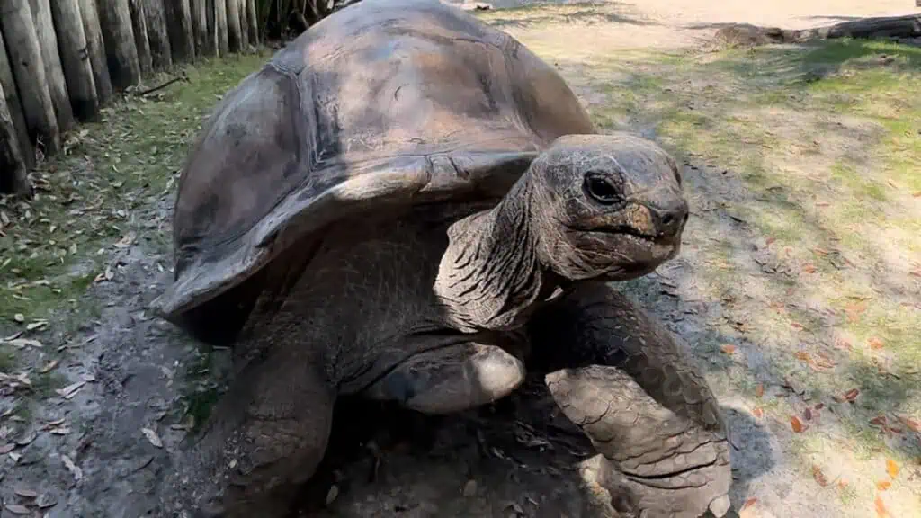 a large tortoise walks in the un