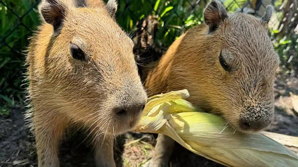 two cute capybaras eating veggie