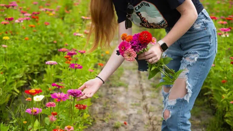 a person picks flowers at a farm