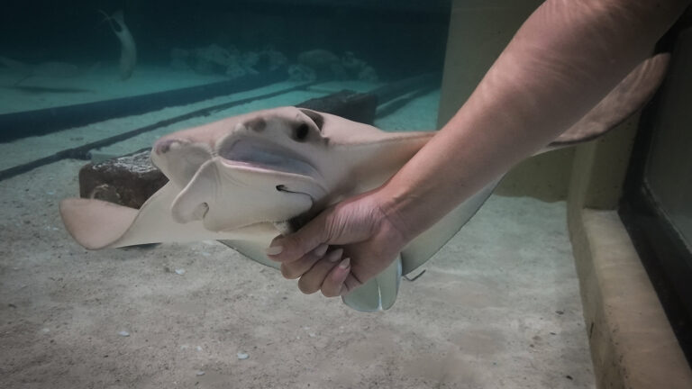 a hand reaches into a tank to touch a cow nose ray