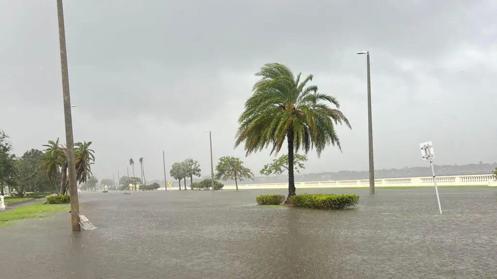 flooded street with palm trees in the distance