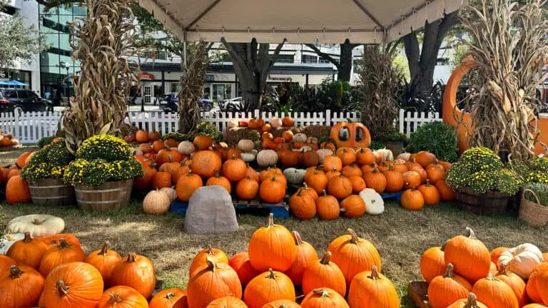 a pumpkin patch in a cozy shopping area