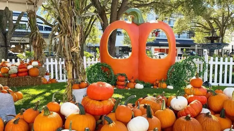 a pumpkin patch