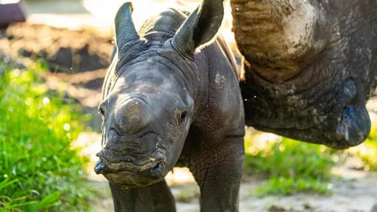 a baby rhino