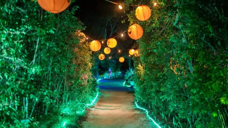 pumpkin lights arranged in a trail