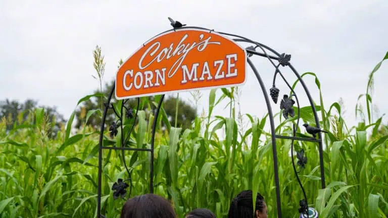 entrance to a corn maze