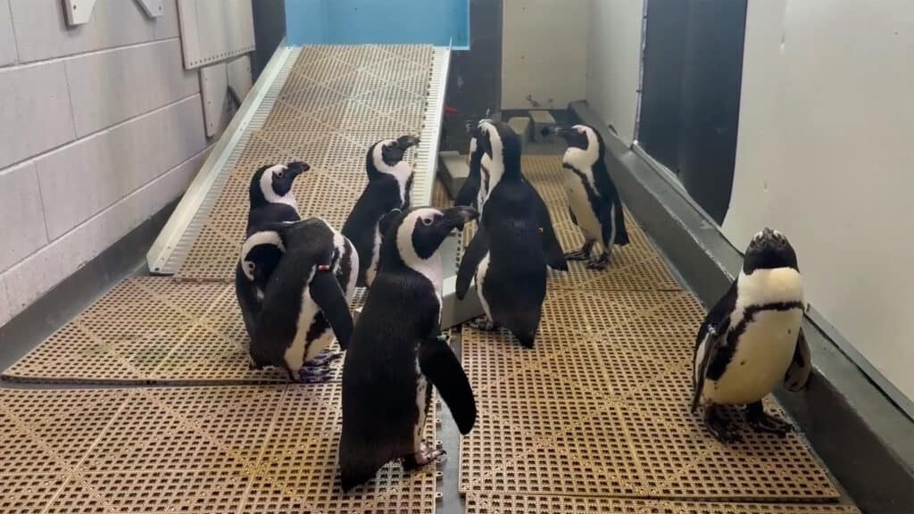 a group of penguins in an aquarium