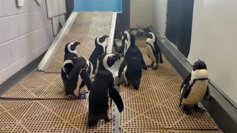 a group of penguins in an aquarium