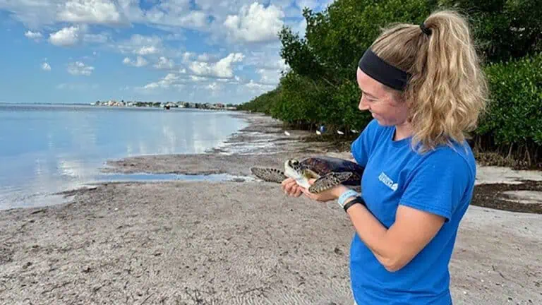 a person holds a sea turtle on the shoreline