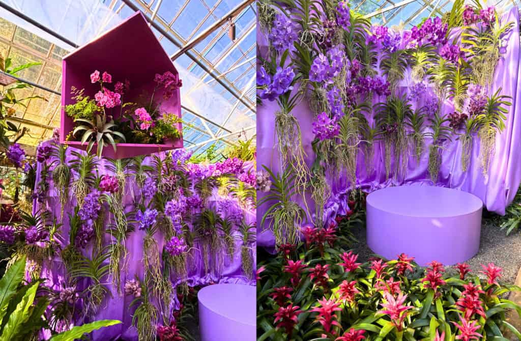 A vibrant greenhouse display with walls draped in purple fabric, adorned with hanging orchids and tropical plants, featuring a round purple seating area and bright red flowers in the foreground.