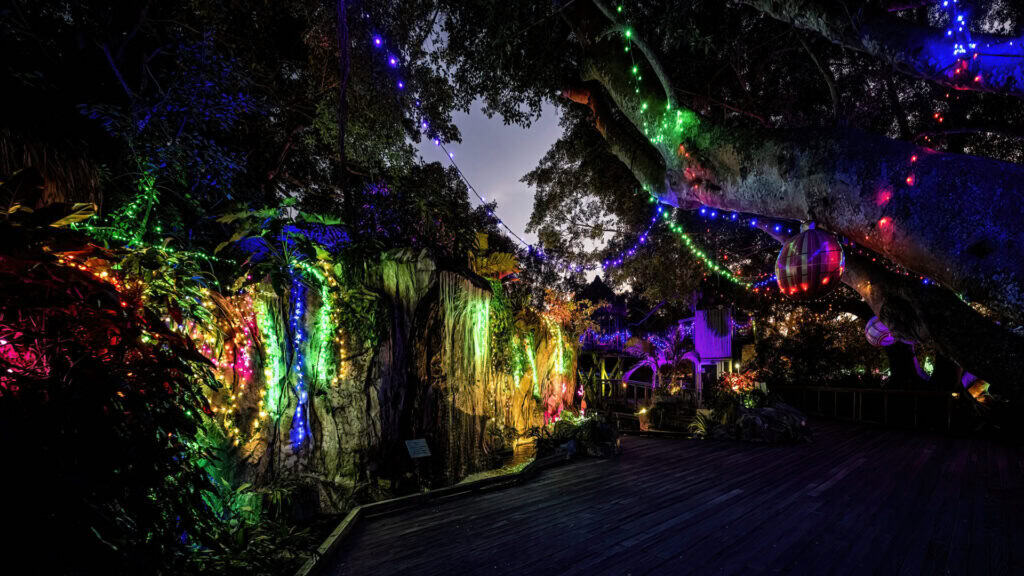 lights strung up in the garden.