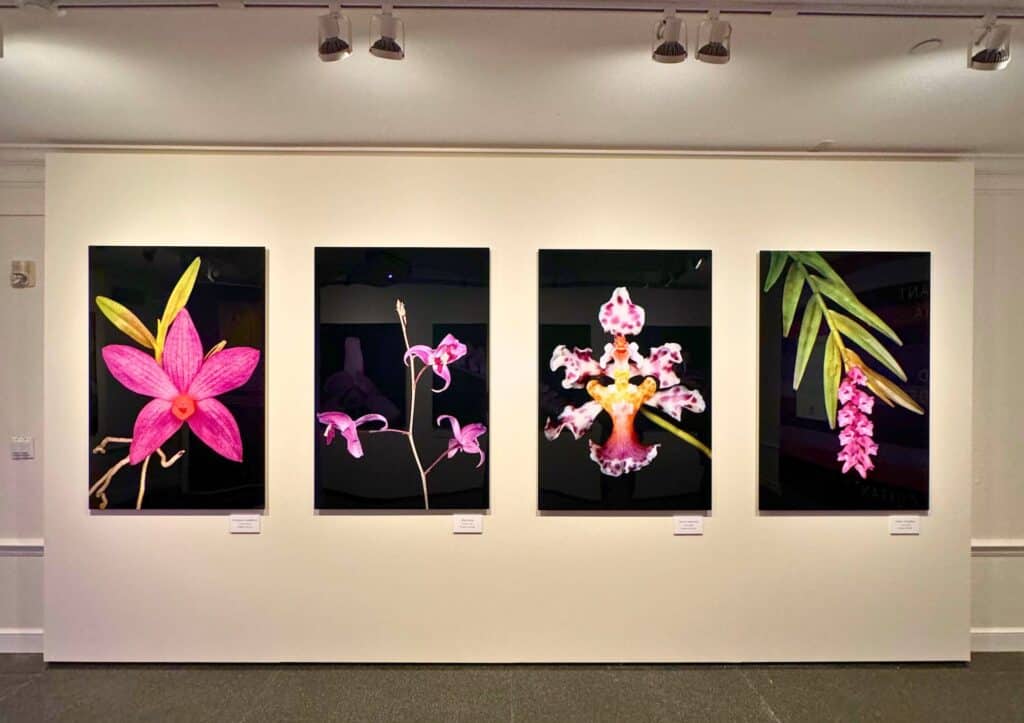 Four vibrant, close-up photographs of orchids displayed on a gallery wall, each showcasing unique colors and shapes.