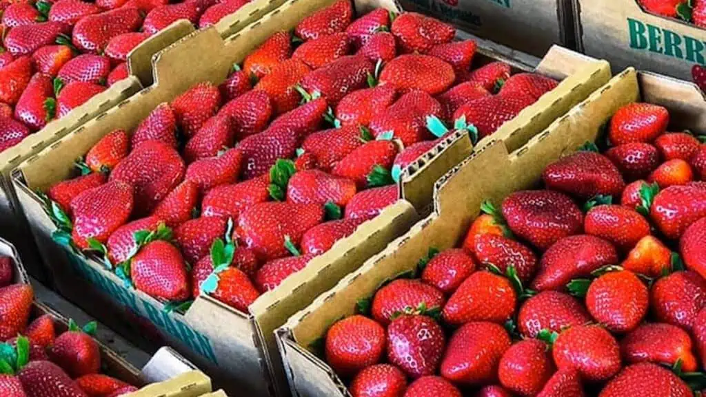 boxes full of strawberries at a local market