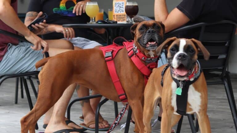 photo of two dogs in red harnesses standing by their owners at brewery