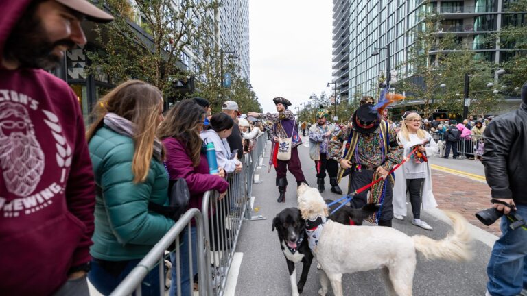 a bunch of dogs parading down the street