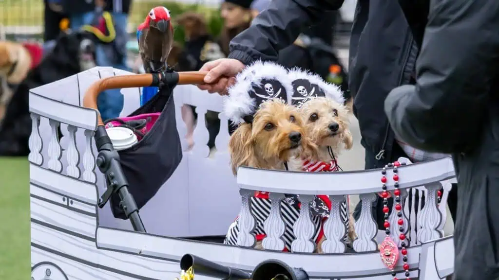 two dogs in a small pirate ship