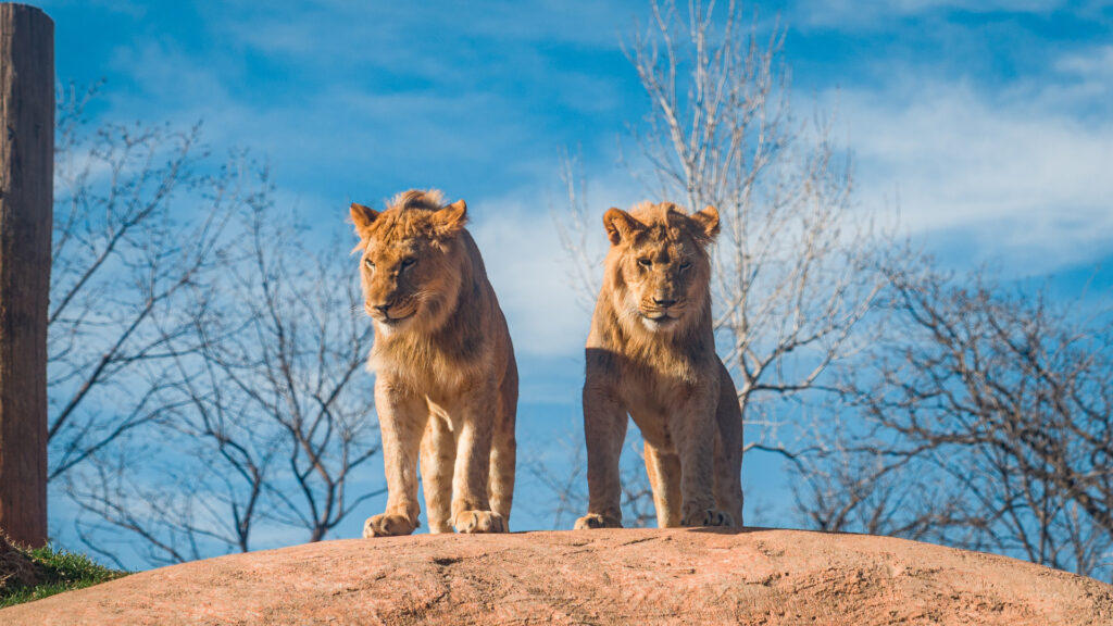 Two lions at Busch Gardens