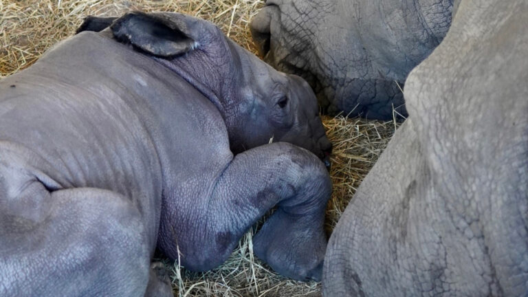 A rhino calf at the zoo